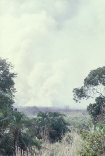 Swamp fire on the Kampala-Masaka Road. A dry season fire in a papyrus swamp causes clouds of smoke
