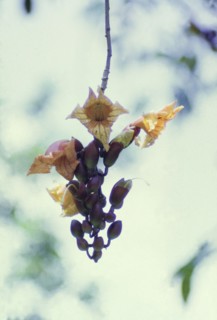 The flowers of a sausage tree. Close-up shot of the flowers of a sausage tree (Kigelia aethiopica).