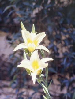 A day lily in flower. Close-up shot of a white and yellow day lily (genus Hemerocallis) in flower.