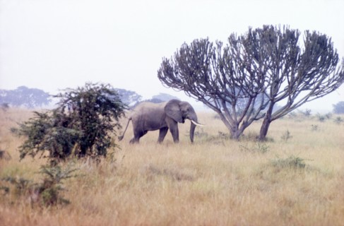 A model elephant . A lone African elephant (Loxodonta africana) strides across grassland in the
