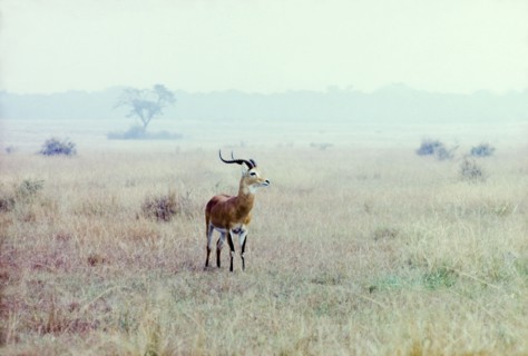 A kob in the Queen Elizabeth National Park. A male kob (Kobus kob), spotted on safari in the Queen