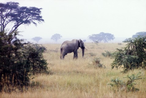 Elephant in the Queen Elizabeth National Park. A lone African elephant (Loxodonta africana),