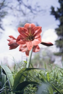 An Amaryllis in flower. Close-up shot of an Amaryllis plant (Amaryllis belladonna) flowering in