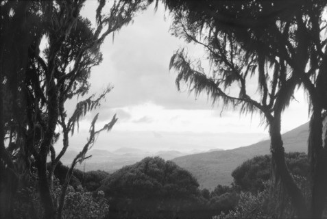 Kigezi from Mount Muhabura (Muhavura). Lichen-covered trees frame a view of Kigezi, taken from the