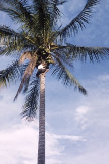 Harvesting coconuts at Nakawa. A young man shins up the trunk of a coconut palm, his ankles bound
