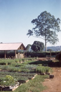 Nakawa forest nursery. Propagated plants grow in beds at Nakawa forest nursery. A related caption