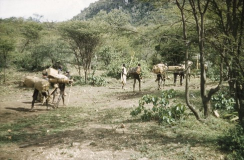 Suk porters leaving camp. Suk (Pokot) porters working with a British forestry survey team leave