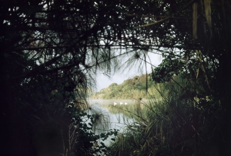 Pelicans on Lake Saka. Three white pelicans glimpsed through lakeside papyrus. Lake Saka at sunrise