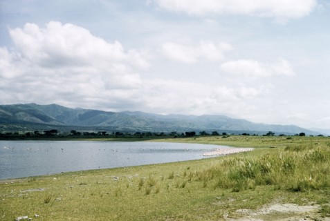Flamingoes on Lake Kikorongo. A flock of Lesser Flamongo crowd the shoreline of Lake Kikorongo.