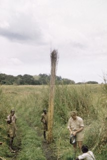 A good bundle of elephant grass'. An African porter supports a tall bundle of elephant grass,