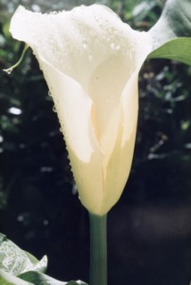 Arum Lily from Mount Elgon. Close-up shot of an arum, or calla lily, (Zantedeschia aethiopica)