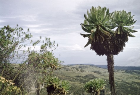 Mount Elgon at 12,000 feet. Senecio elgonensis (Giant Groundsel) on Mount Elgon at 12,000 feet