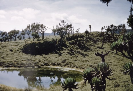 Pool on Mount Elgon. A pool of water in the crater of Mount Elgon. East Uganda, 26 December 1955.,
