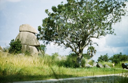 A sausage tree in West Nile. A large sausage tree (Kigelia aethiopica) grows beside a road,