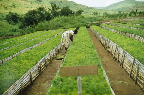 Forest nursery at Lendu. A woman tends pine (Pinus patula) seedlings planted in raised beds at a
