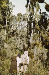 Giant heather forest in Rwenzori . David Pasteur, an Assistant District Commissioner in the giant