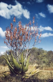 An Aloe plant in flower. Close-up shot of an Aloe plant in flower on the track to Kalapata. North