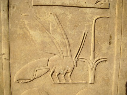 Hieroglyph of a bee from an inscription