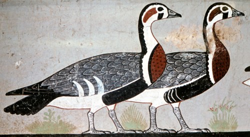Two red breasted geese
