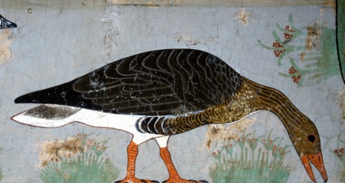 A bean goose feeding