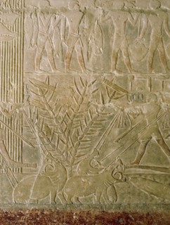 A scene in relief in the tomb of the vizier Mereruka