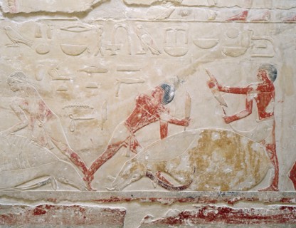 A relief in the tomb of Princess Sesh seshet Idut at Saqqara depict ing the quartering of oxen