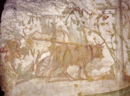 Painting from the Wardian tomb, depicting a saqia ( sakkiyeh ) or water wheel driven by two oxen