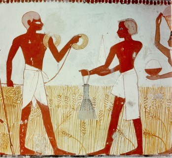 A detail of wall painting in the tomb of Menna showing the harvesting of the wheat