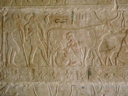 A relief in the tomb of Kagemni depicting a man milking a cow