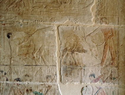 A relief in the tomb of Kagemni depicting two men assisting a cow calving