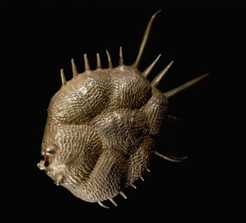 Ornament in the form of a fish