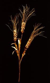 Stalk of wheat (triticum compactum) dividing into three stems with ears