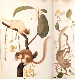 A drawing from the Marsden collection: Squirrels from Sumatra