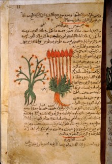 Folio 11r of the Arabic version of Dioscorides De Materia Medica