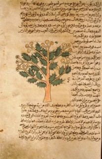 Folio 17r of the Arabic version of Dioscorides De Materia Medica