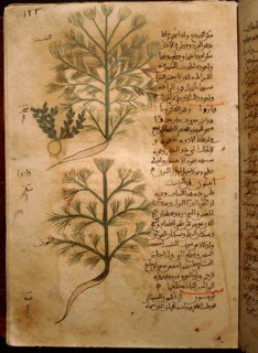 Folio 37r of the Arabic version of Dioscorides De Materia Medica