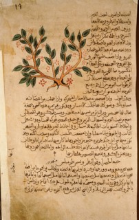 Folio 19r of the Arabic version of Dioscorides De Materia Medica