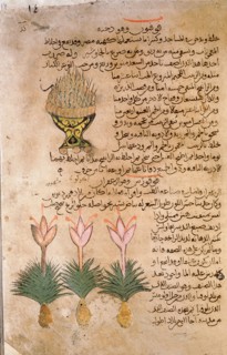 Folio 14r of the Arabic version of Dioscorides De Materia Medica