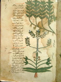 Folio 121r of the Arabic version of Dioscorides De Materia Medica