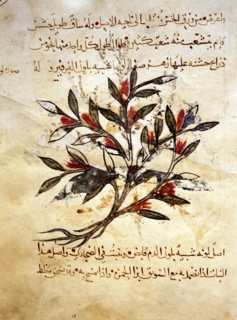 A folio from the Arabic version of Dioscorides De Materia Medica