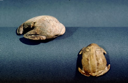 Branchipod valve toad ornaments