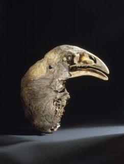 The skull and neck of a moa, mummified in the dry atmosphere of a central Otago cave
