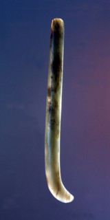 Green jade ear pendant worn singly by a male