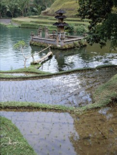 Shrine to Dewi Danu, the lake goddess, in a pond surrounded by flooded rice fields