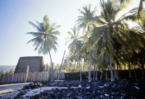 Palm groves around a Marae, temple site, near Hanaunau on the west coast of Hawaii