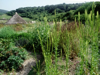 The experimental farm of Little Butser in Hampshire
