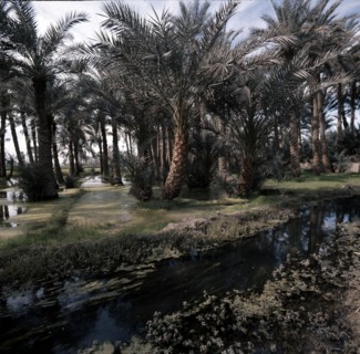 View of Fayum Oasis