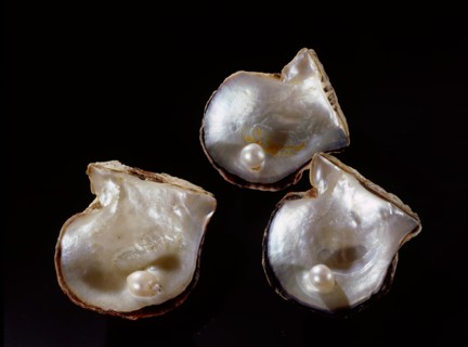 Three pearls displayed inside small oyster shells