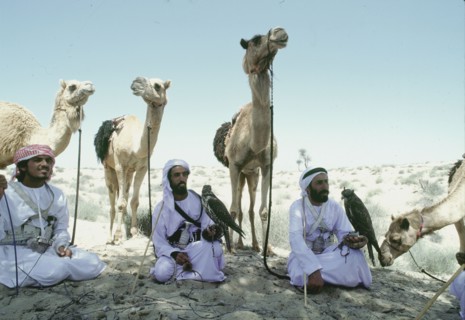 Hawking is a traditional sport of the Bedu and is still very popular in the Emirates