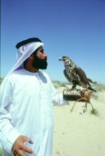 Hawking is a traditional sport of the Bedu and is still very popular in the Emirates
